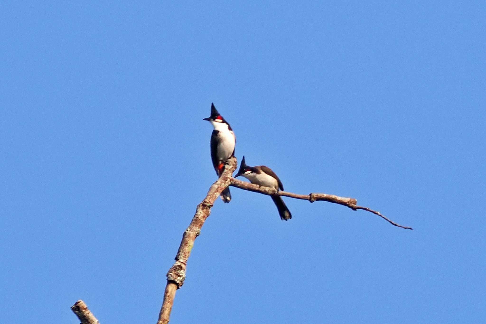 Photo of Red-whiskered Bulbul at ネパール by 藤原奏冥