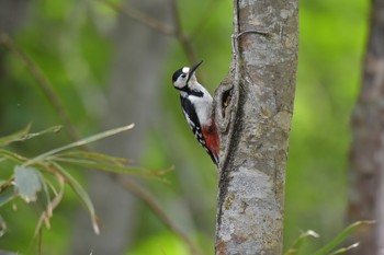 Great Spotted Woodpecker(japonicus) 北海道千歳市 Thu, 6/7/2018