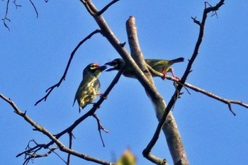 Coppersmith Barbet ネパール Tue, 11/21/2023