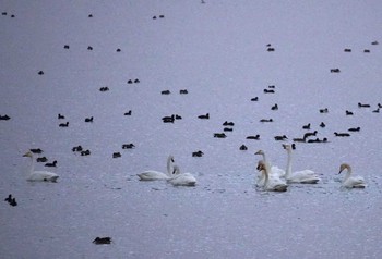 オオハクチョウ 米子水鳥公園 2023年11月23日(木)