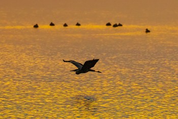 アオサギ 島田川河口(山口県) 2023年11月27日(月)