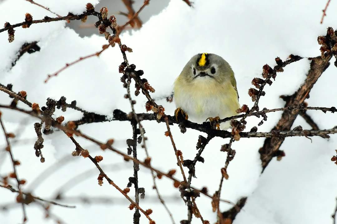 Goldcrest