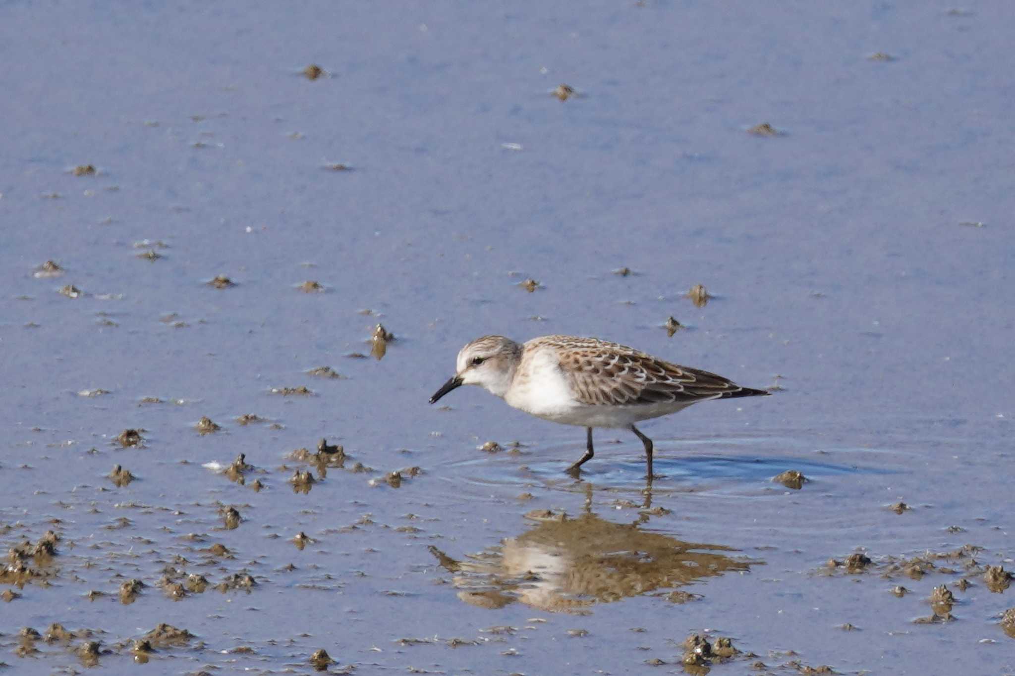 Photo of Red-necked Stint at いしかり調整池(石狩調整池) by くまちん