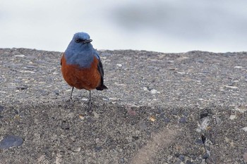 Blue Rock Thrush 北海道 Unknown Date