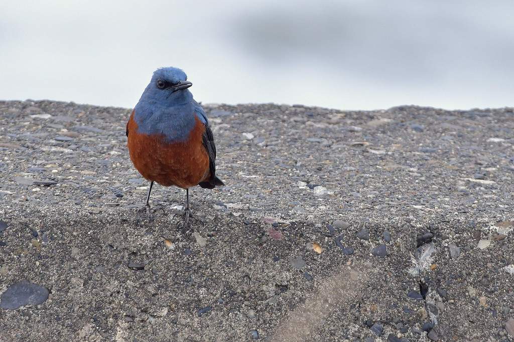 Blue Rock Thrush