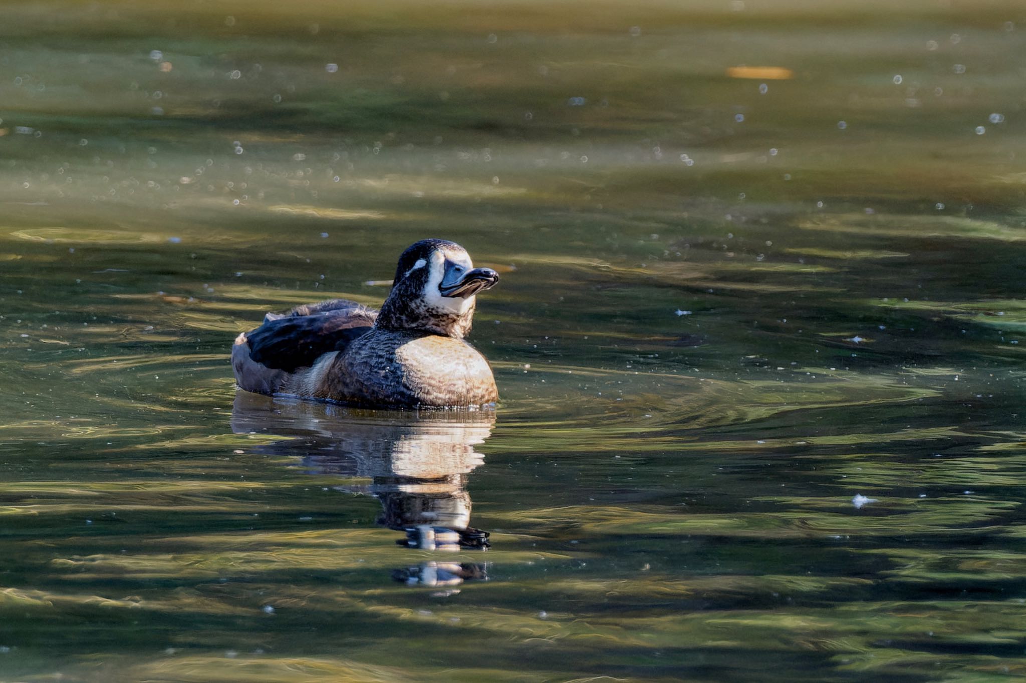 Ring-necked Duck