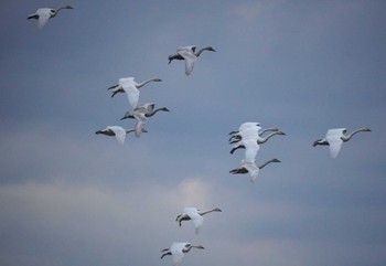 コハクチョウ 米子水鳥公園 2023年11月23日(木)