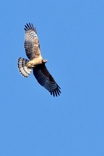 Crested Honey Buzzard 北海道 Unknown Date