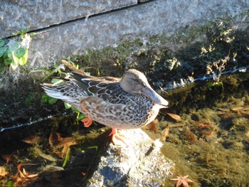 2023年11月28日(火) 平和の森公園、妙正寺川の野鳥観察記録