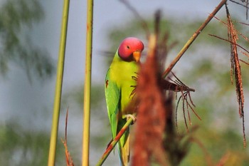 Plum-headed Parakeet ネパール Tue, 11/21/2023