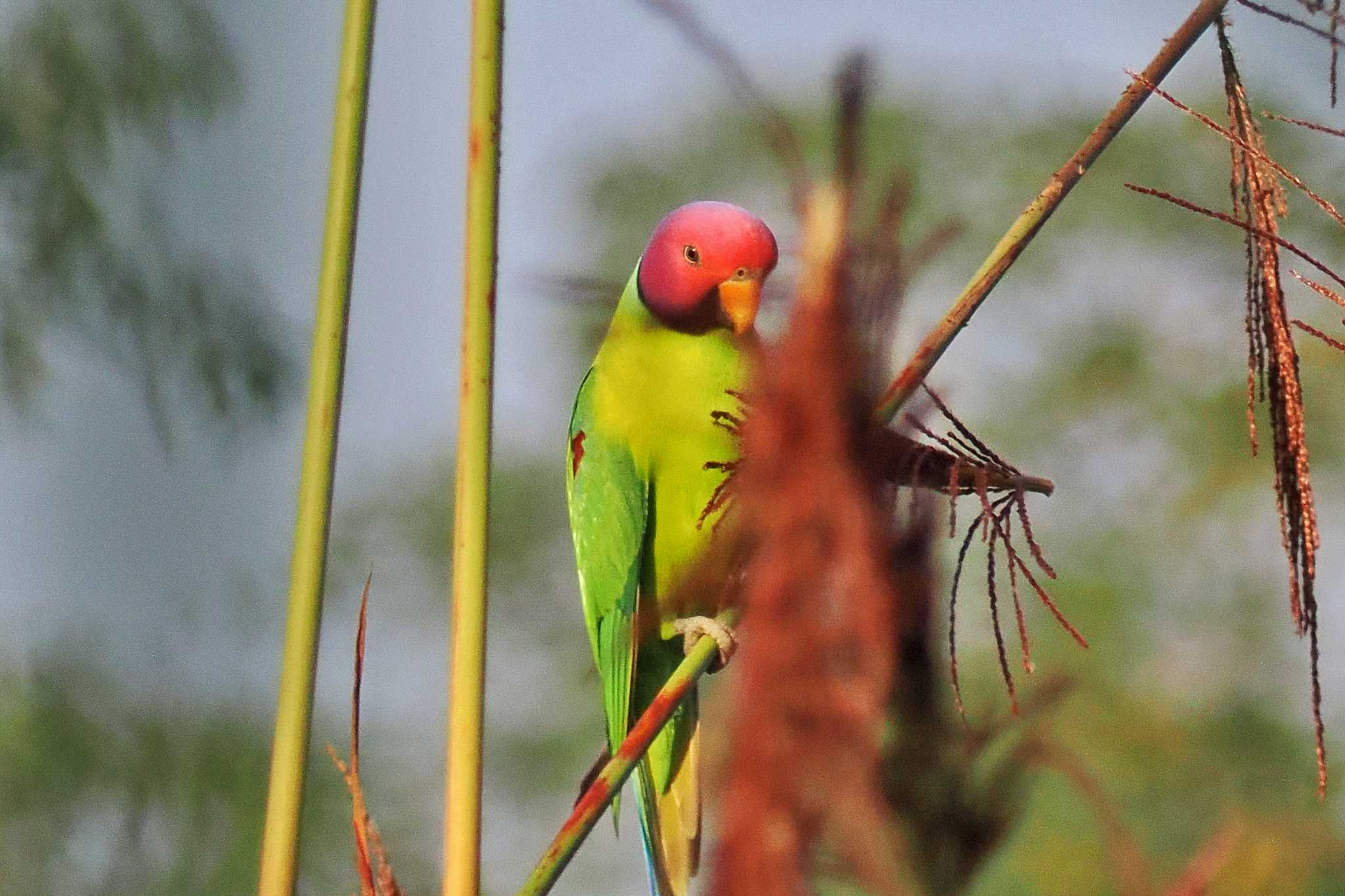 Photo of Plum-headed Parakeet at ネパール by 藤原奏冥