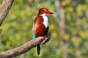 White-throated Kingfisher ネパール Tue, 11/21/2023