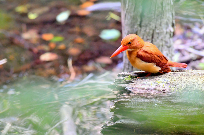 Ruddy Kingfisher