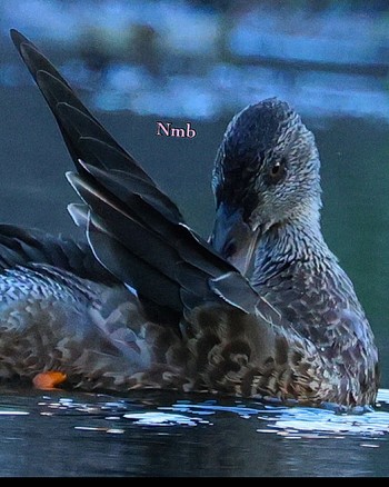 Northern Shoveler Unknown Spots Unknown Date