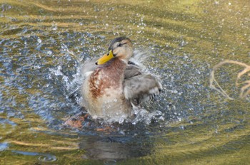 Mallard 奈良山公園 Mon, 11/27/2023