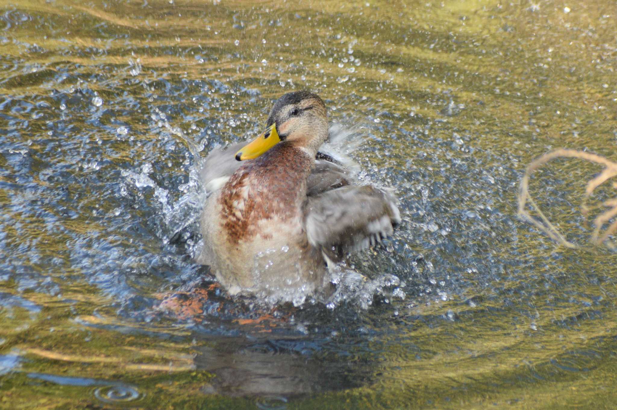 奈良山公園 マガモの写真 by NM🐥📷