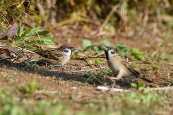 Eurasian Tree Sparrow 奈良山公園 Mon, 11/27/2023
