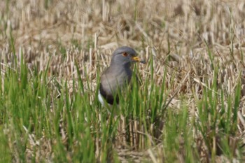 2023年11月11日(土) 児島干拓(岡山)の野鳥観察記録