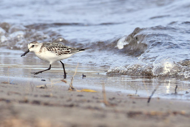 Spoon-billed Sandpiper