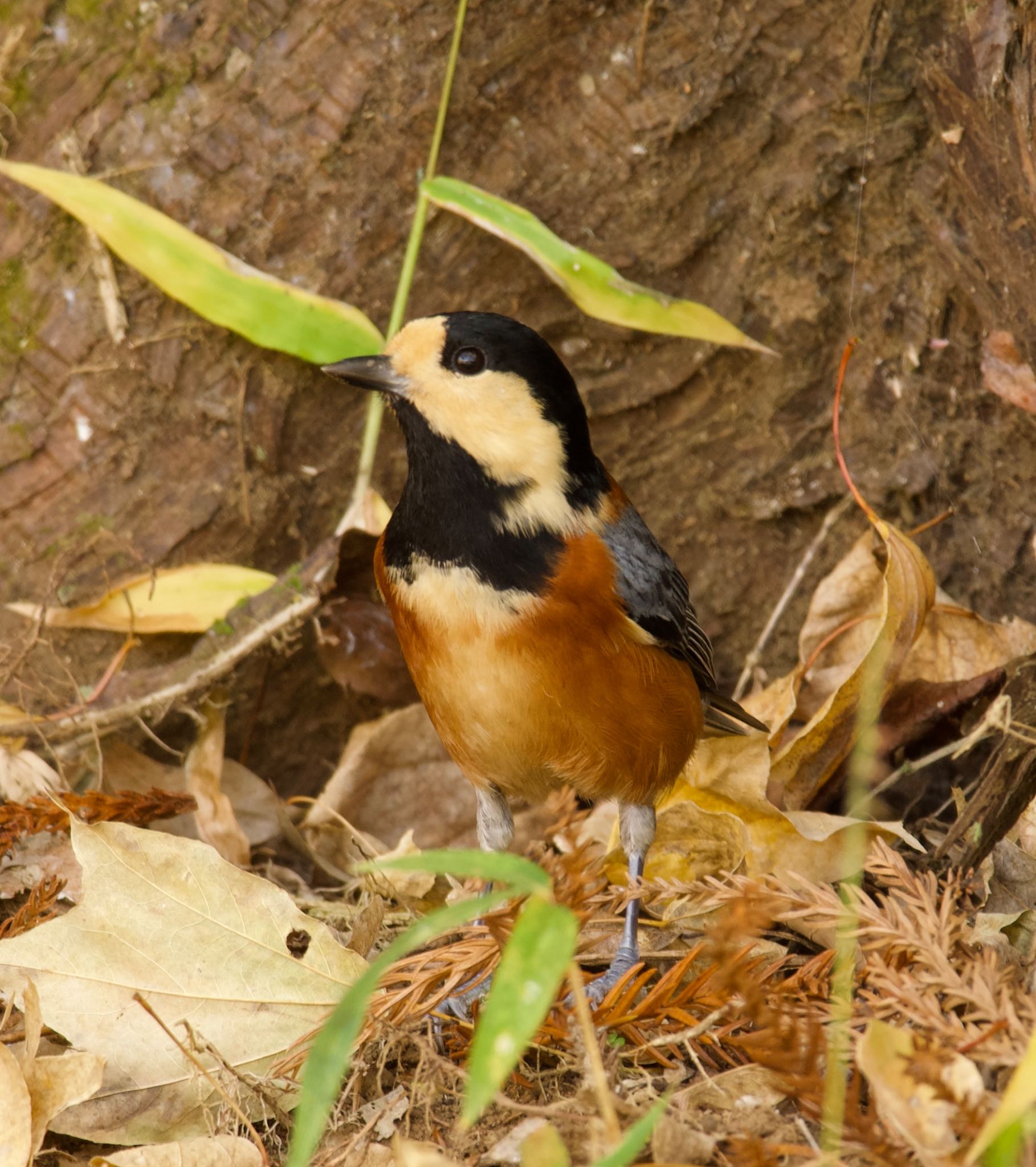 Varied Tit