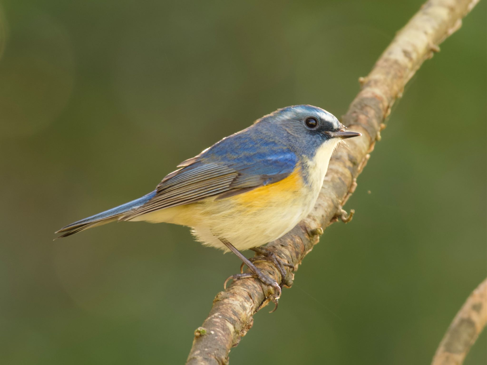 Red-flanked Bluetail