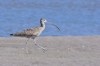 Far Eastern Curlew 北海道 Unknown Date