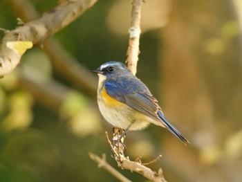 2023年11月27日(月) 高崎自然の森の野鳥観察記録