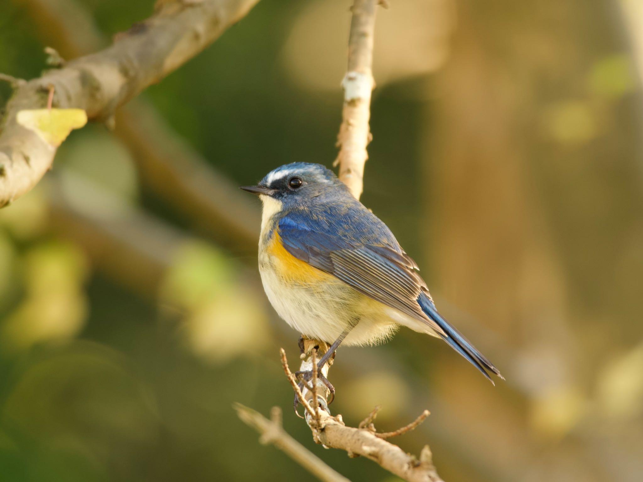 Red-flanked Bluetail