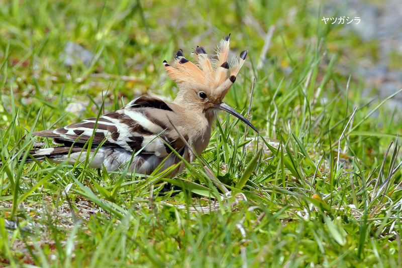 Eurasian Hoopoe