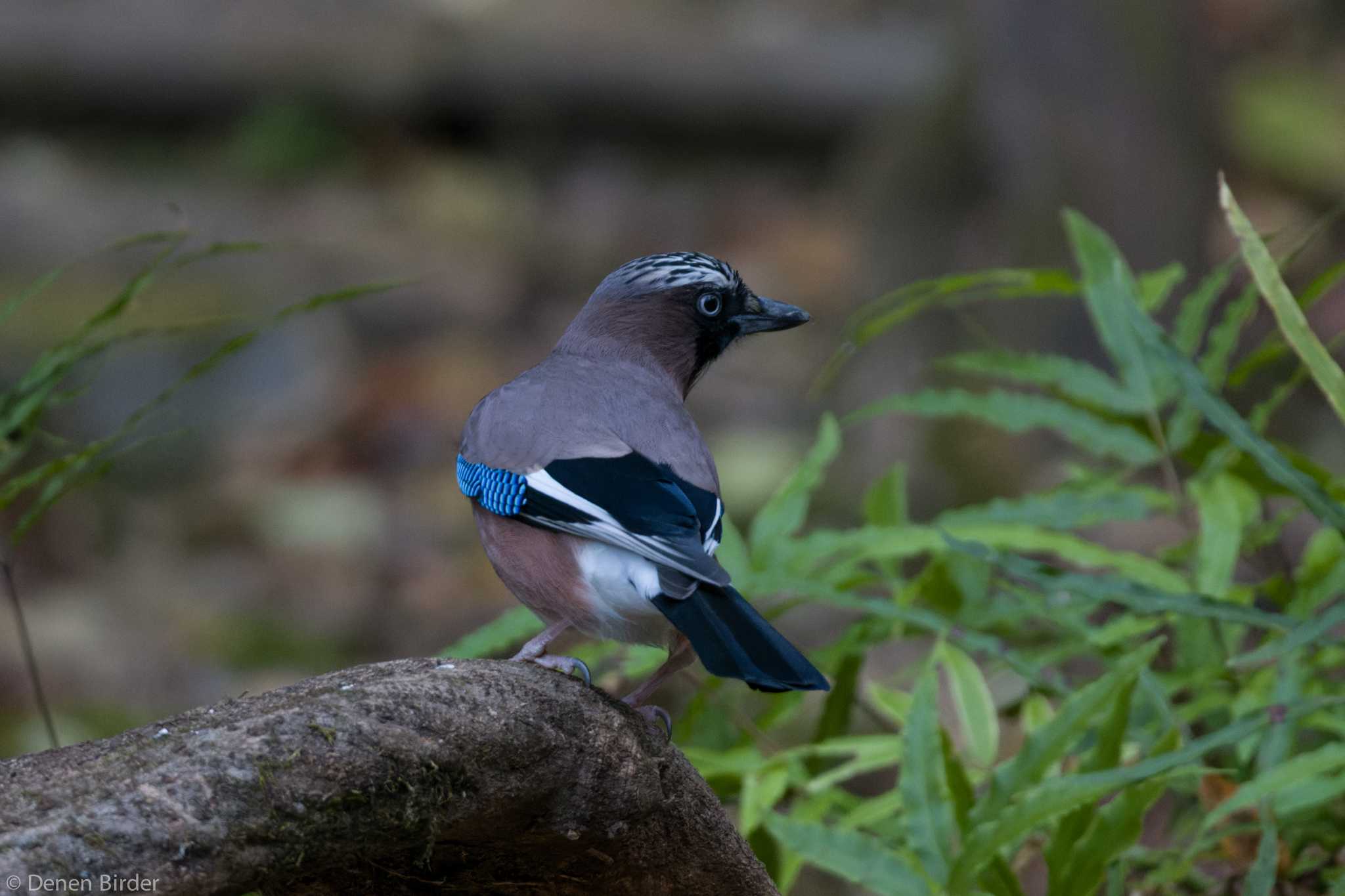 カケス