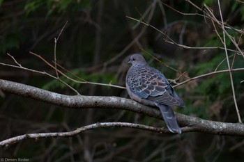 2023年11月25日(土) 刈場坂林道の野鳥観察記録