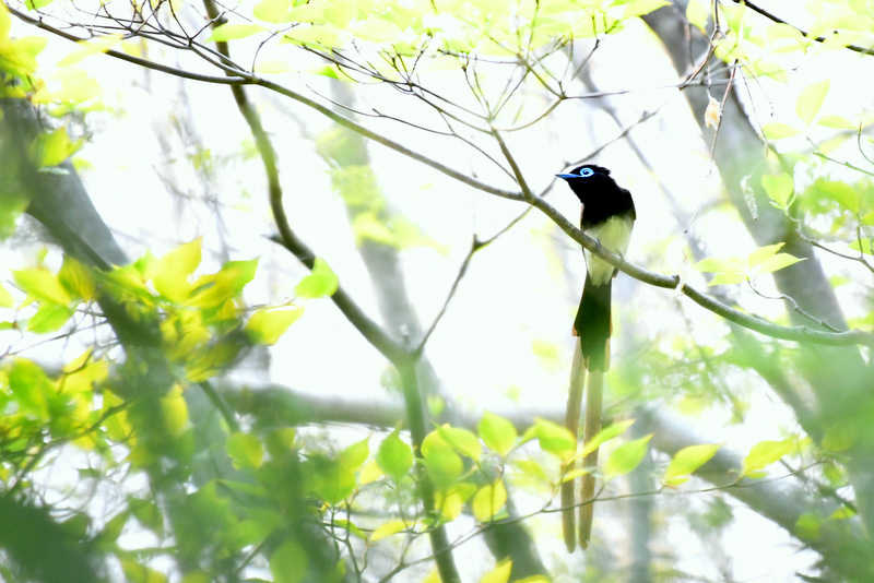 Black Paradise Flycatcher