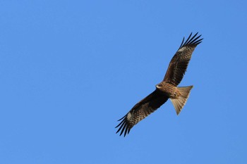 Black Kite Isanuma Tue, 11/28/2023