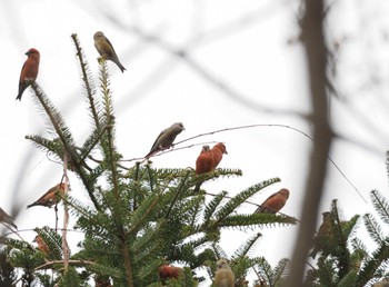 2023年11月25日(土) 西湖野鳥の森公園の野鳥観察記録