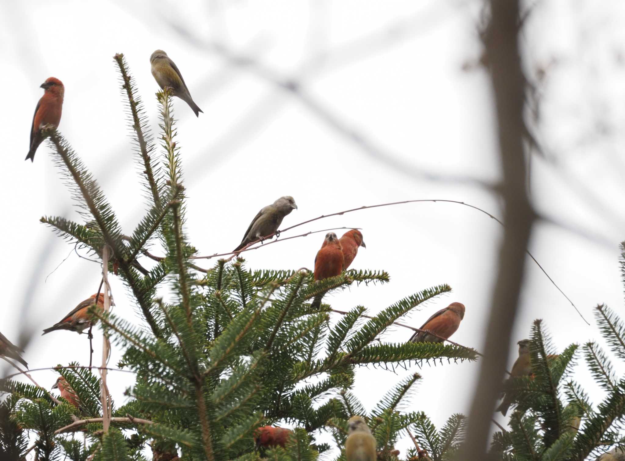 Photo of Red Crossbill at 西湖野鳥の森公園 by とみた