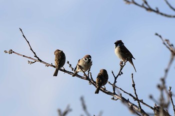 Eurasian Tree Sparrow Isanuma Tue, 11/28/2023