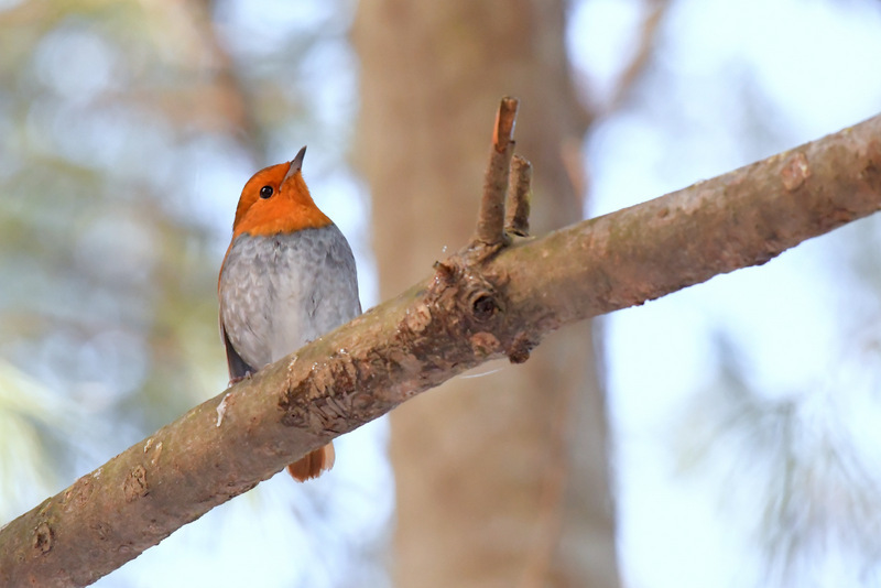 Japanese Robin