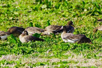 Lesser White-fronted Goose Kabukuri Pond Sat, 11/25/2023