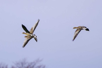 Lesser White-fronted Goose Kabukuri Pond Sat, 11/25/2023