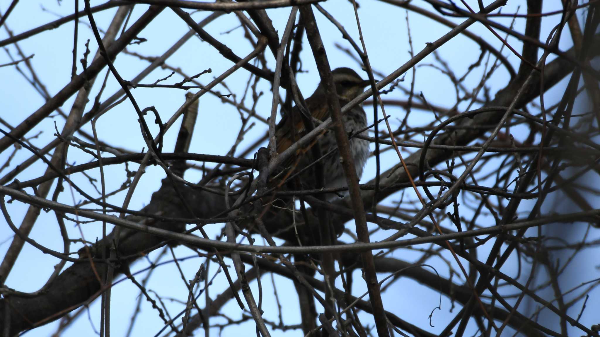 軽井沢野鳥の森 ツグミの写真 by ao1000