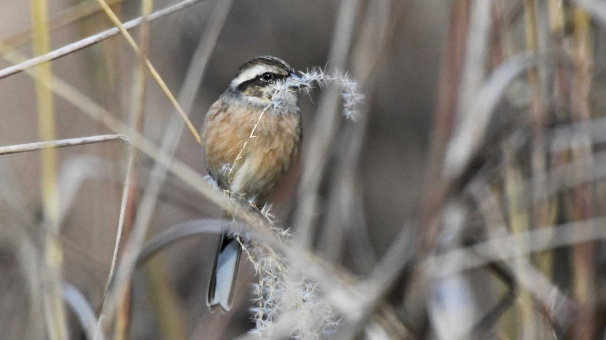 Meadow Bunting