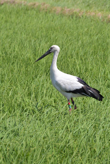 コウノトリ 北海道 撮影日未設定