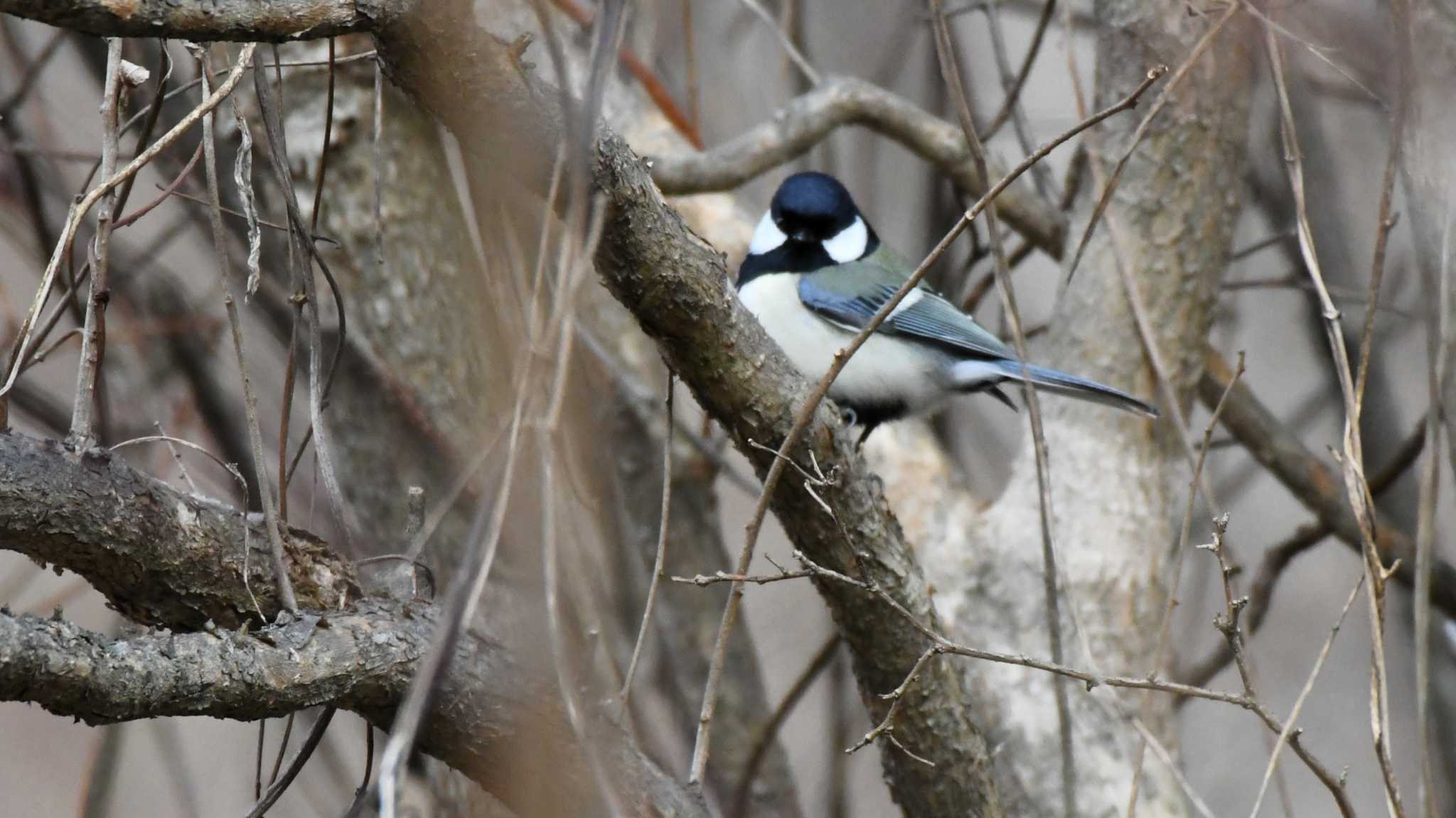 軽井沢野鳥の森 シジュウカラの写真 by ao1000