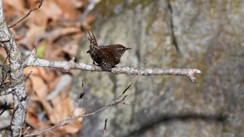 Sun, 11/26/2023 Birding report at Karuizawa wild bird forest