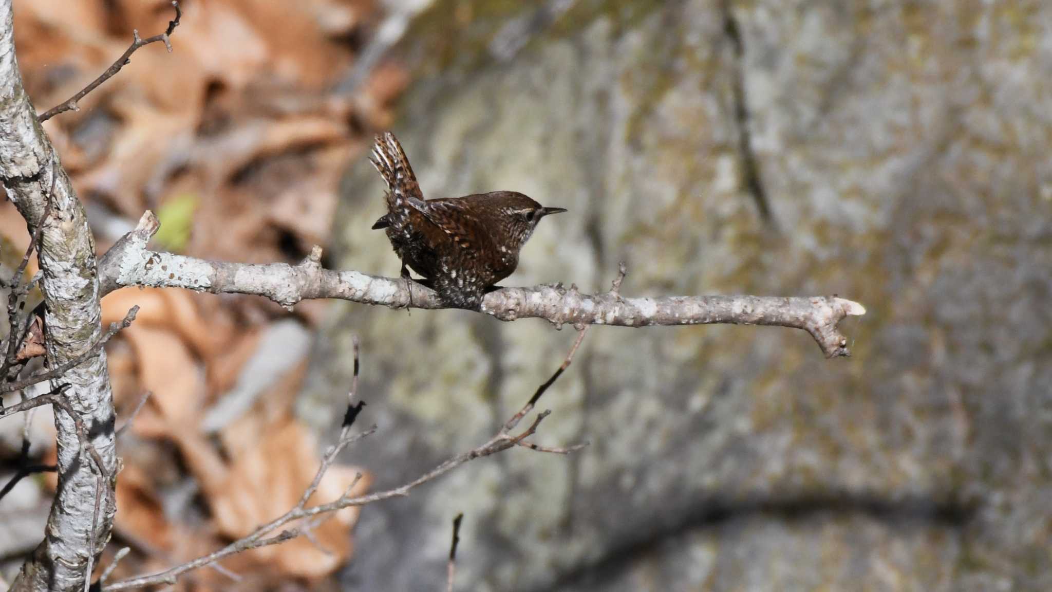 Eurasian Wren