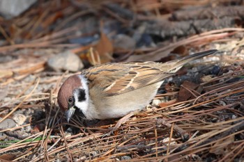 Eurasian Tree Sparrow 夙川河川敷緑地(夙川公園) Sun, 11/26/2023