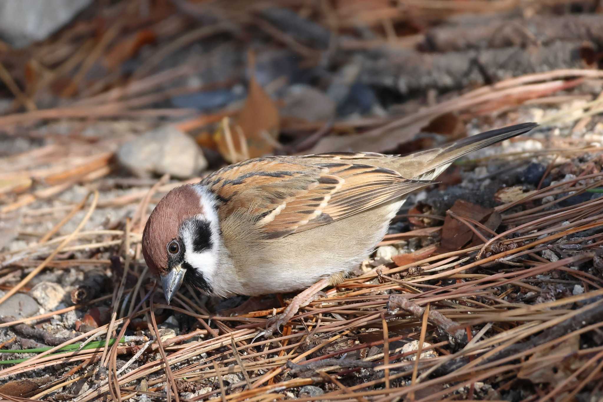 Photo of Eurasian Tree Sparrow at 夙川河川敷緑地(夙川公園) by いわな