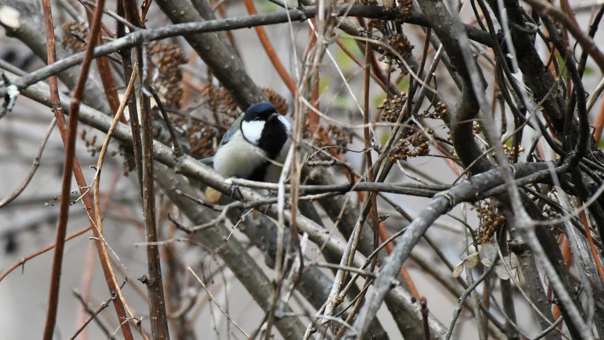 Photo of Japanese Tit at Karuizawa wild bird forest by ao1000