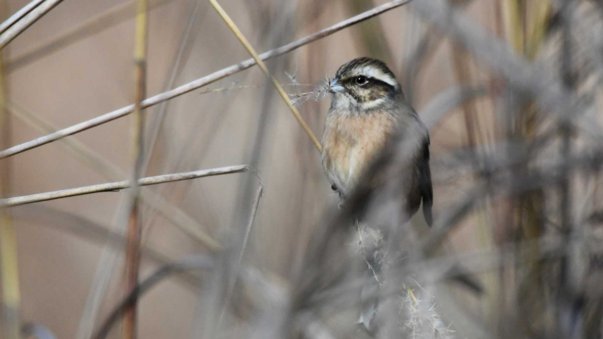 Meadow Bunting