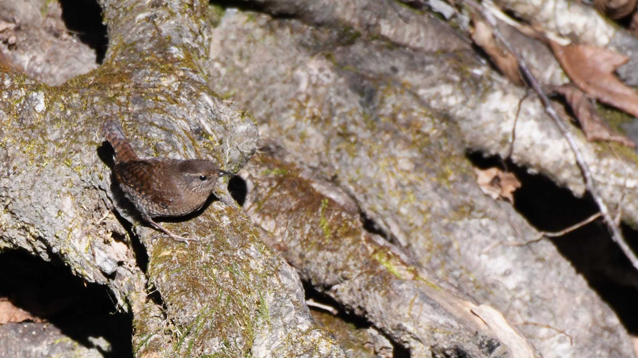 Eurasian Wren